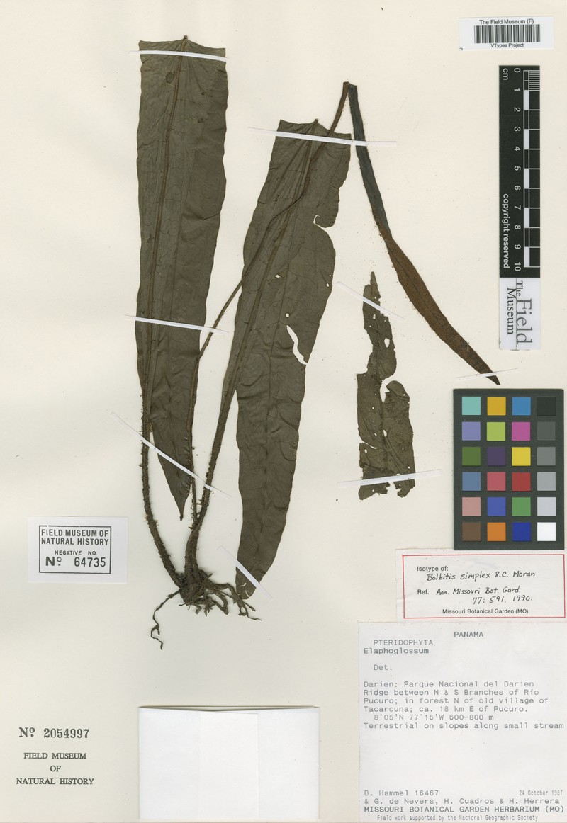 Cyathea simplex photo 2