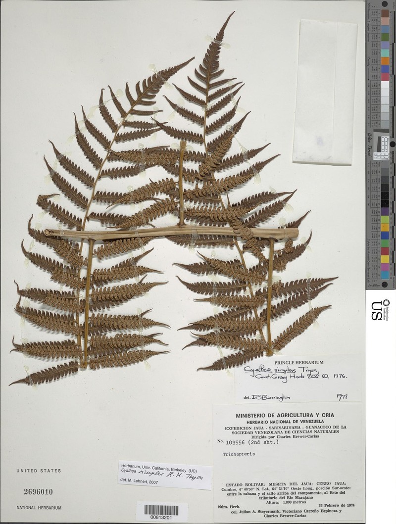 Cyathea simplex photo 3