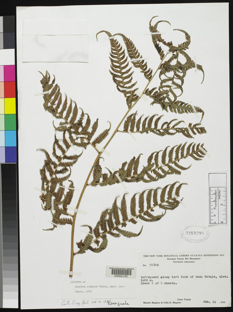 Cyathea simplex
