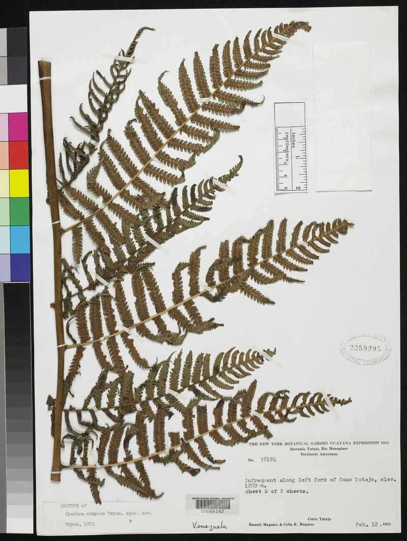 Cyathea simplex photo 4