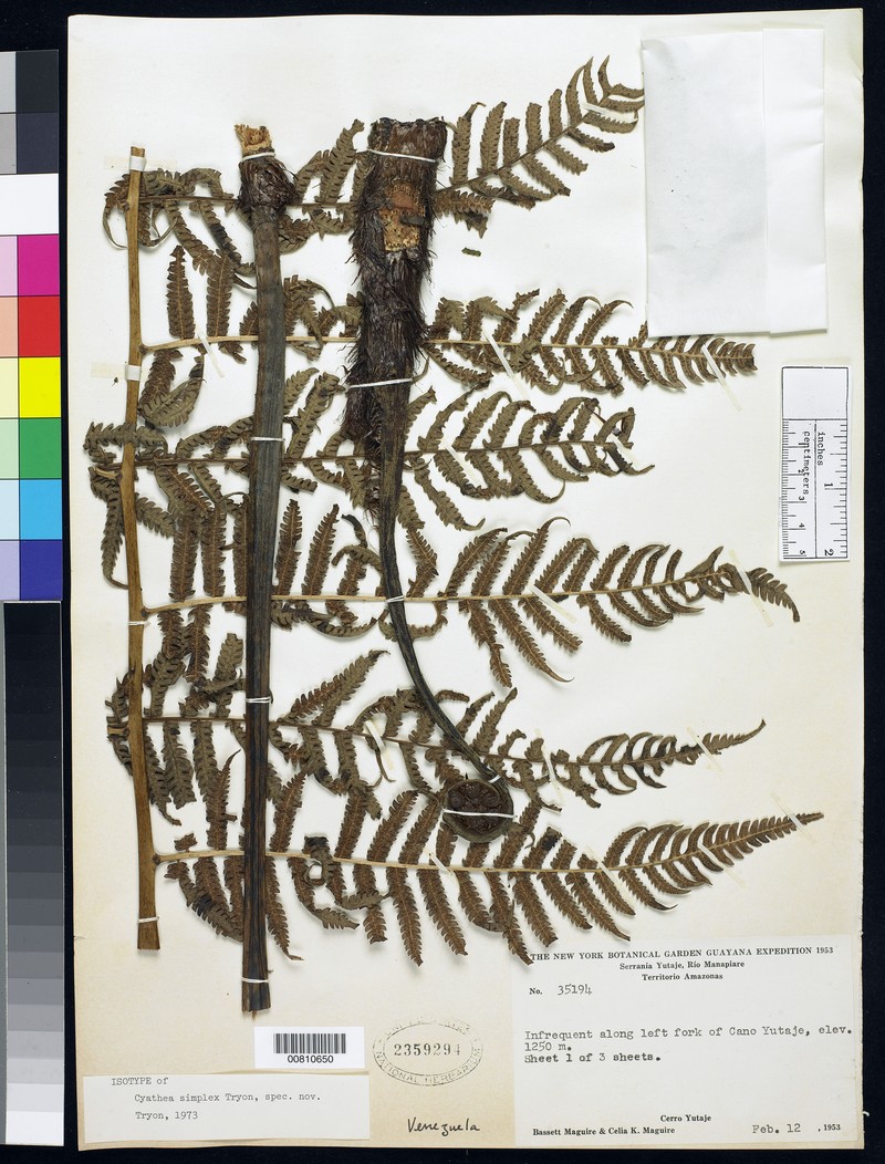 Cyathea simplex photo 5