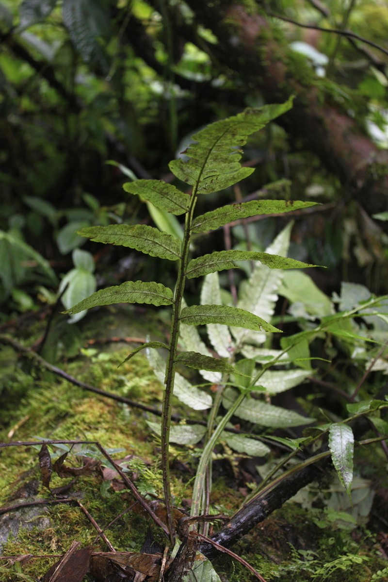 Cyathea singularis