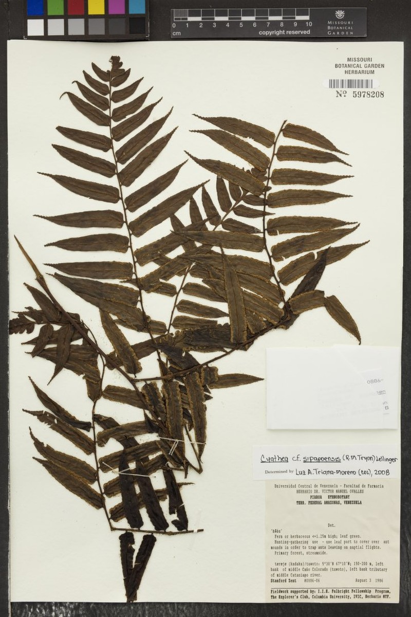 Cyathea sipapoensis