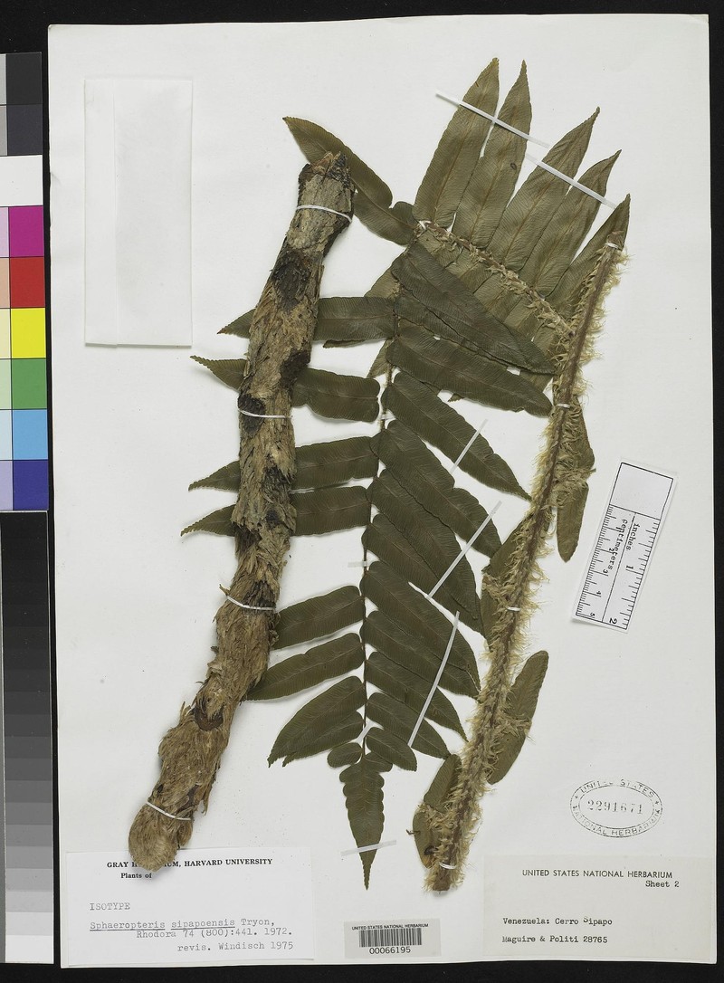 Cyathea sipapoensis photo 2