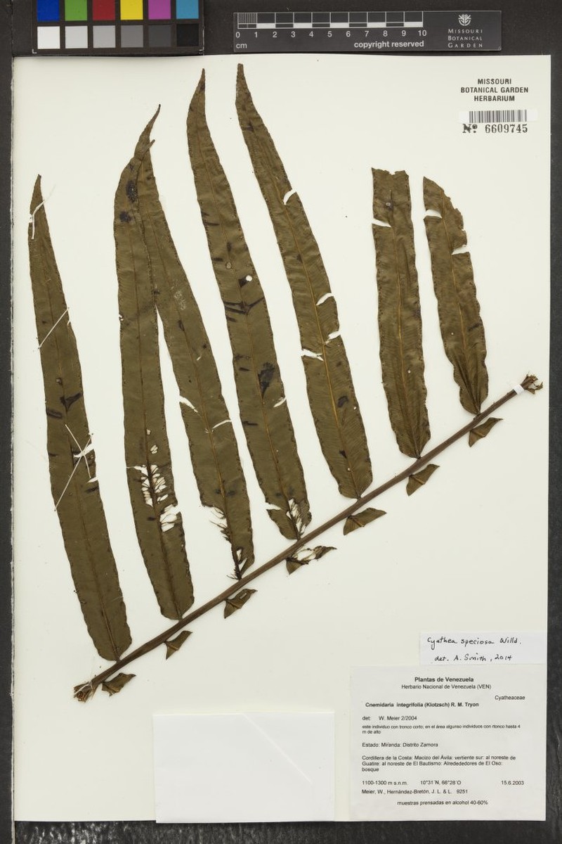 Cyathea speciosa