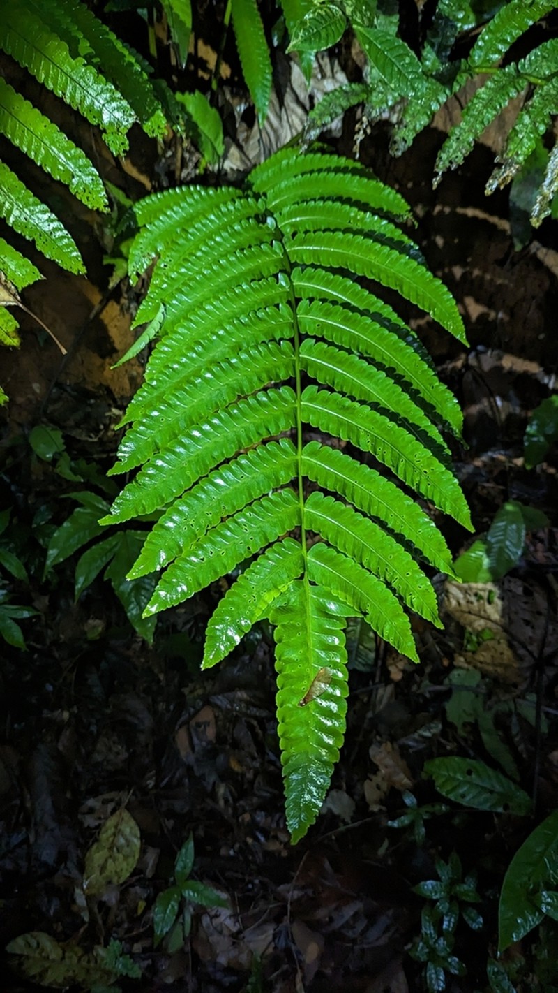 Cyathea spectabilis