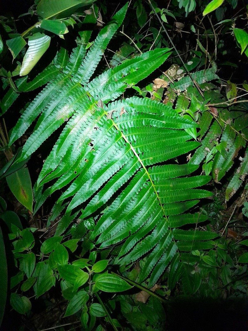 Cyathea spectabilis photo 2