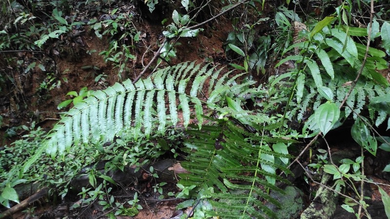 Cyathea spectabilis photo 3