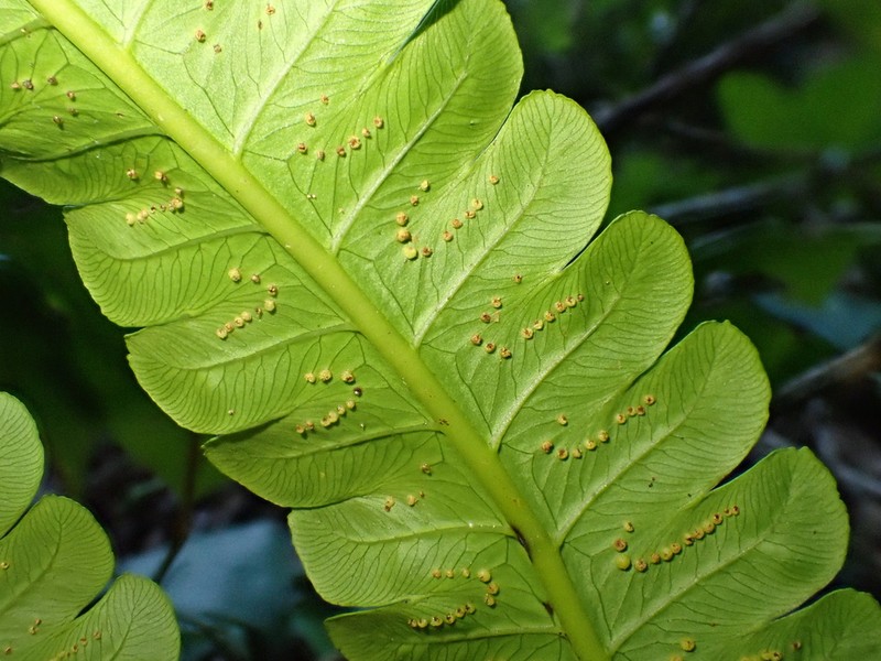 Cyathea spectabilis photo 4