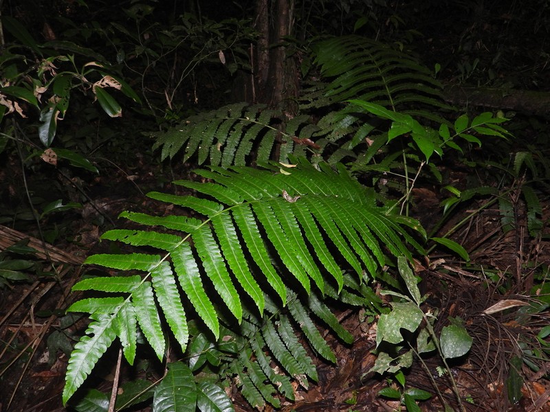 Cyathea spectabilis photo 5