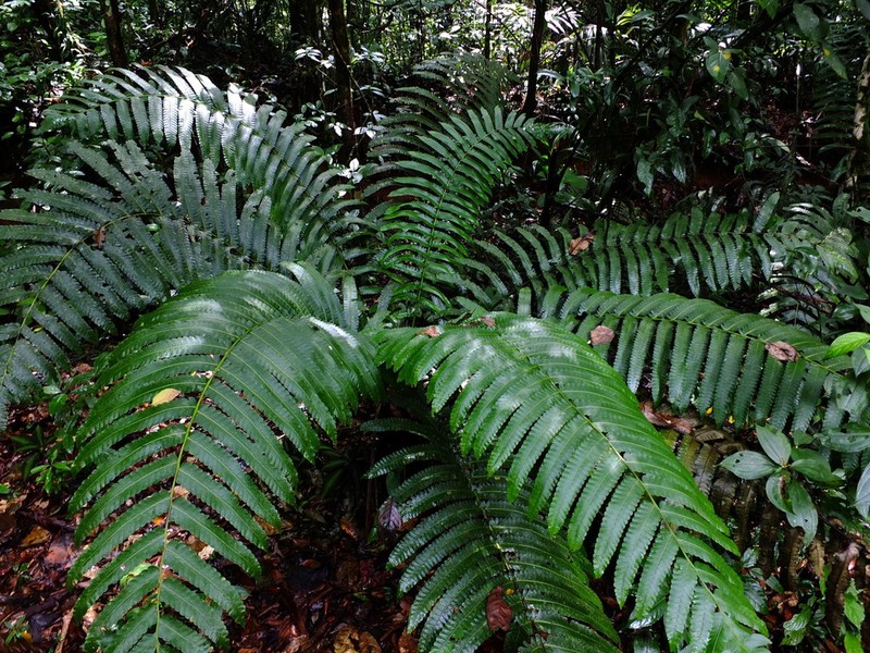 Cyathea spectabilis photo 6