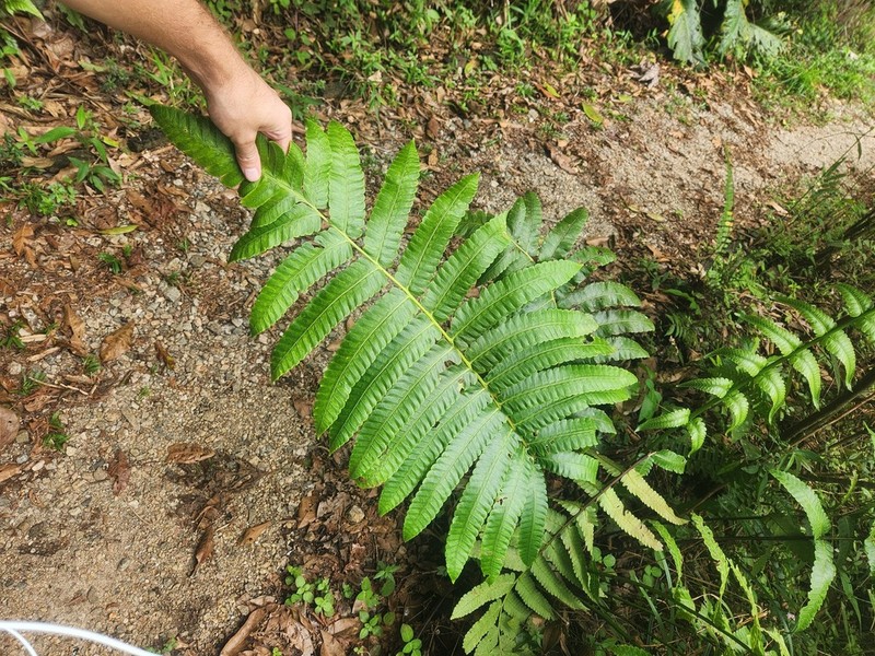 Cyathea spectabilis photo 7