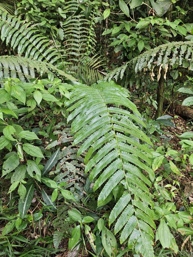 Cyathea spectabilis photo 8