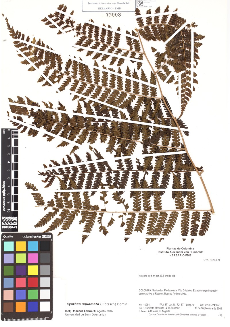 Cyathea squamata photo 2