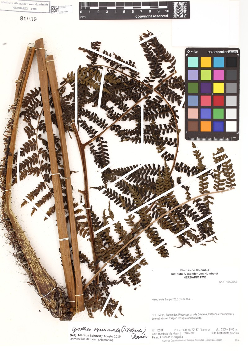 Cyathea squamata photo 3