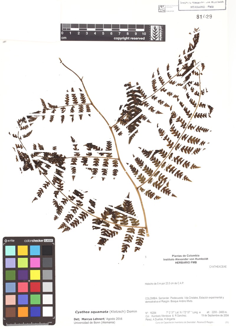 Cyathea squamata photo 4