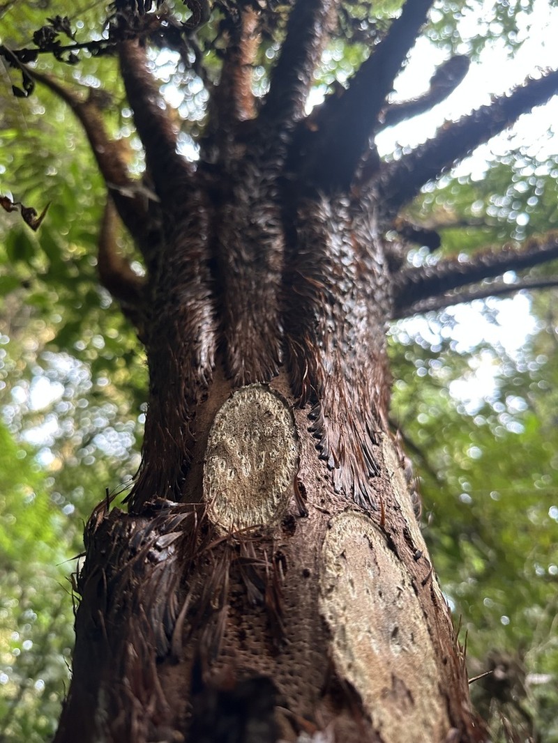 Cyathea squamipes