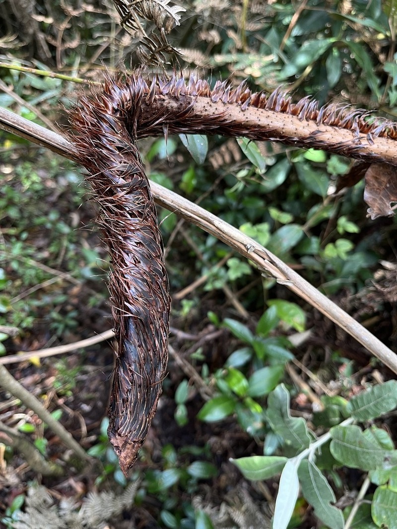Cyathea squamipes photo 3