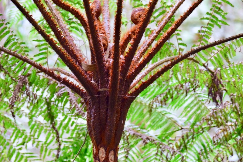 Cyathea squamipes photo 4