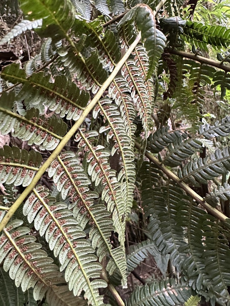 Cyathea squamipes photo 5