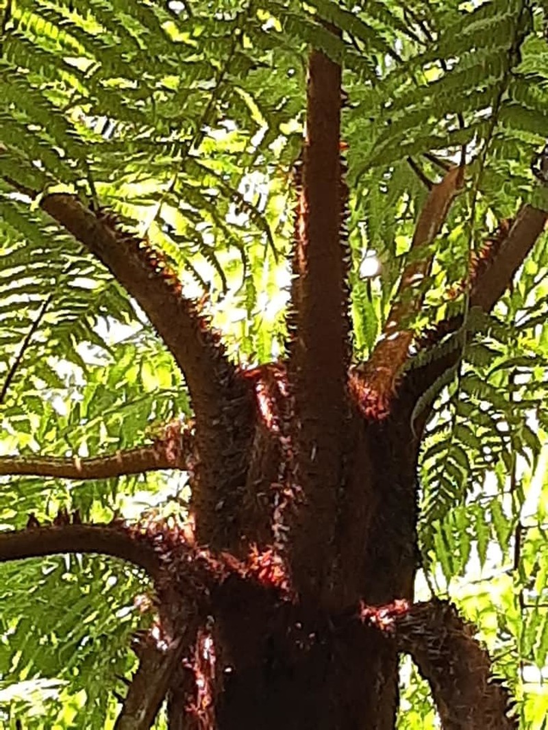 Cyathea squamipes photo 6