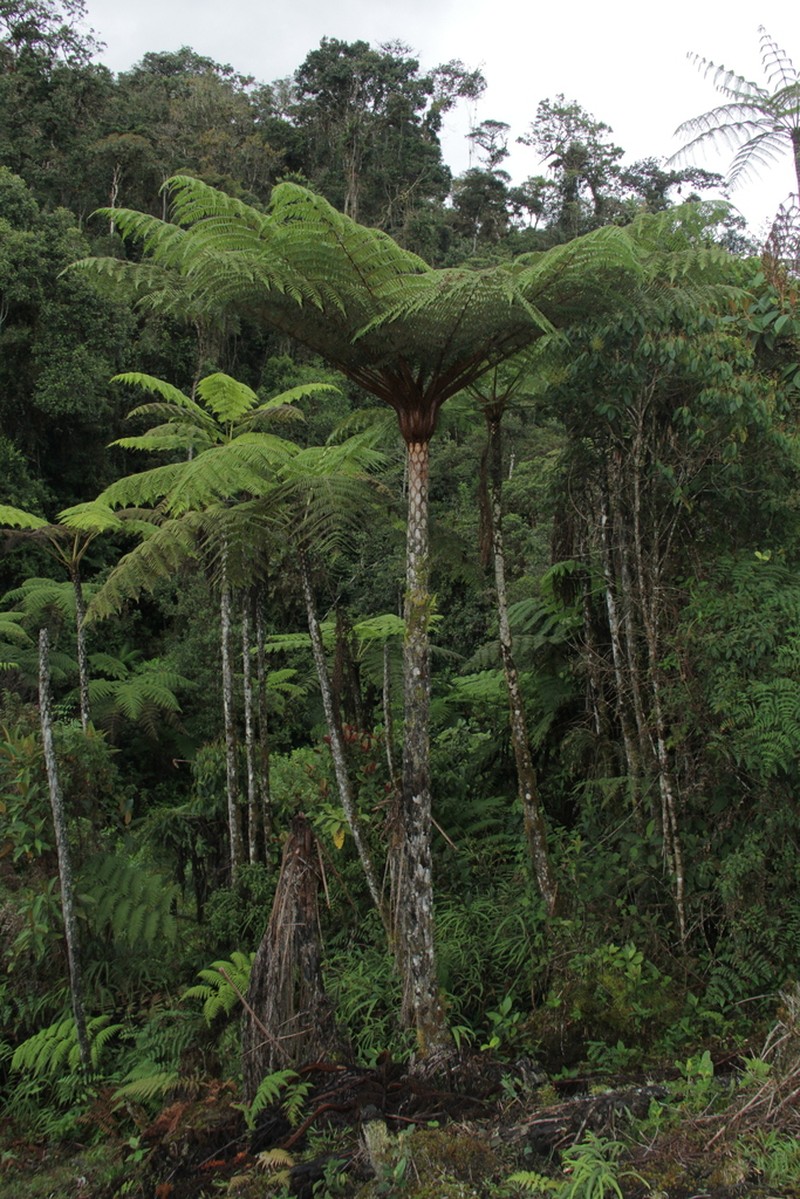 Cyathea squamipes photo 7