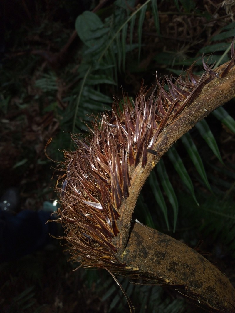 Cyathea squamipes photo 8