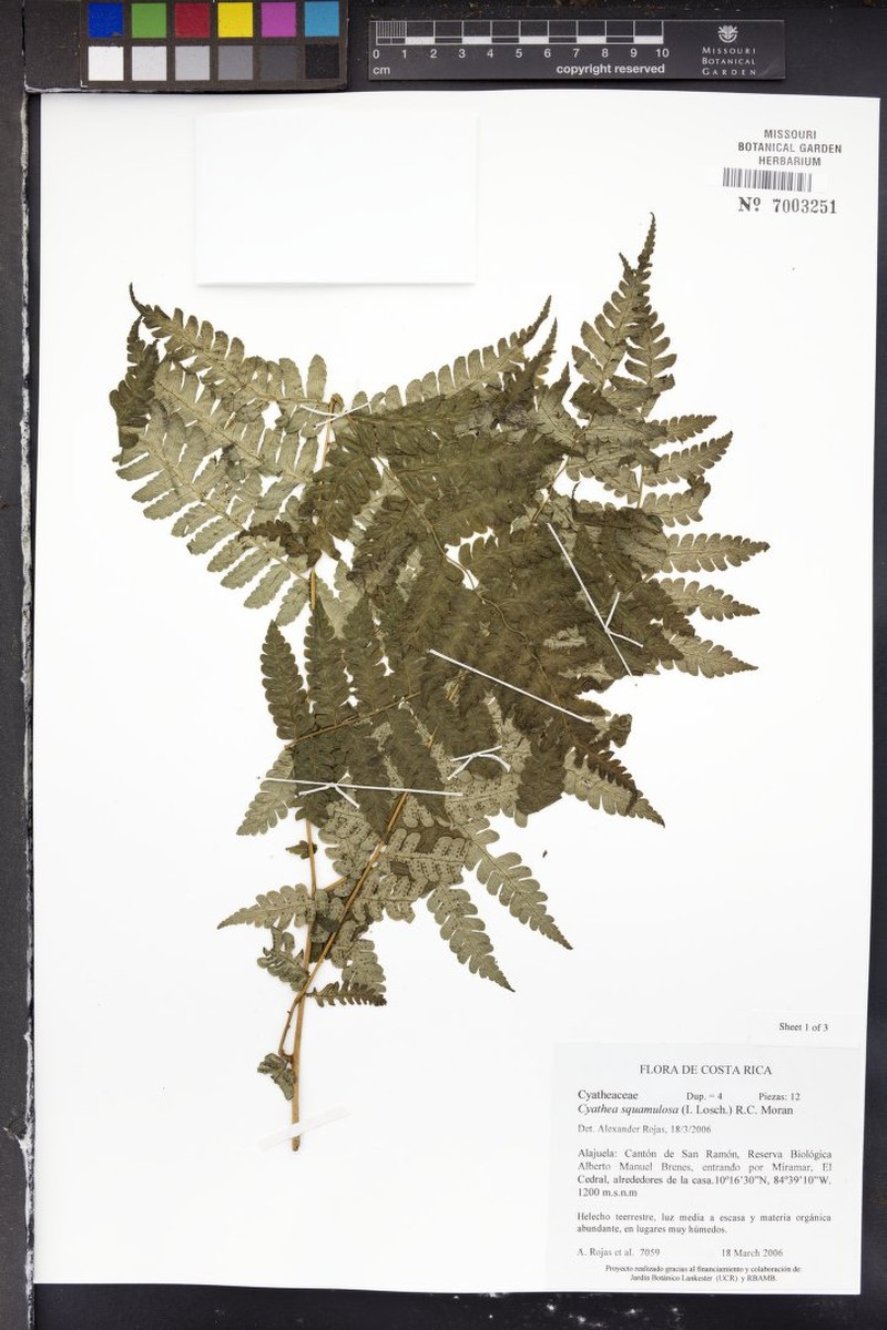 Cyathea squamulosa