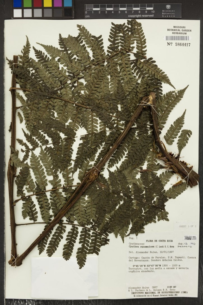 Cyathea squamulosa photo 2
