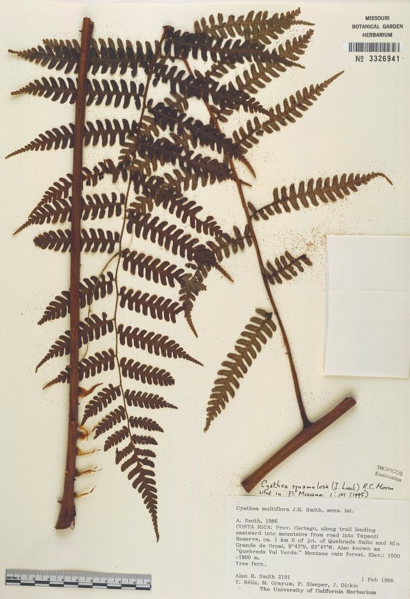 Cyathea squamulosa photo 3