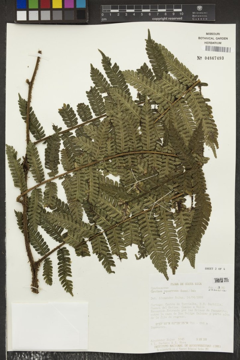 Cyathea squarrosa