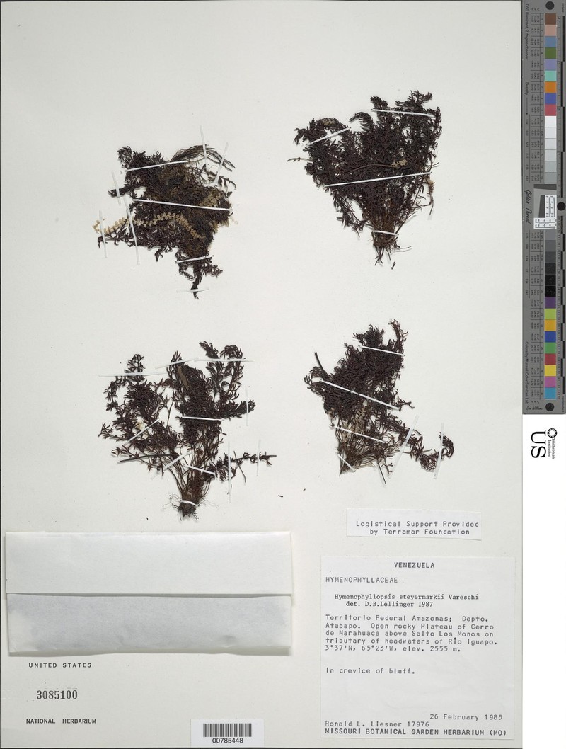Cyathea steyermarkii