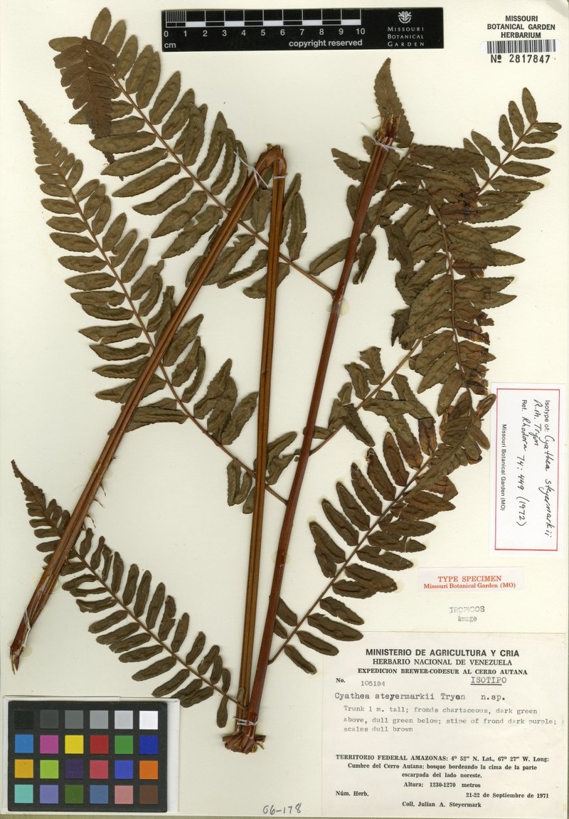 Cyathea steyermarkii photo 2