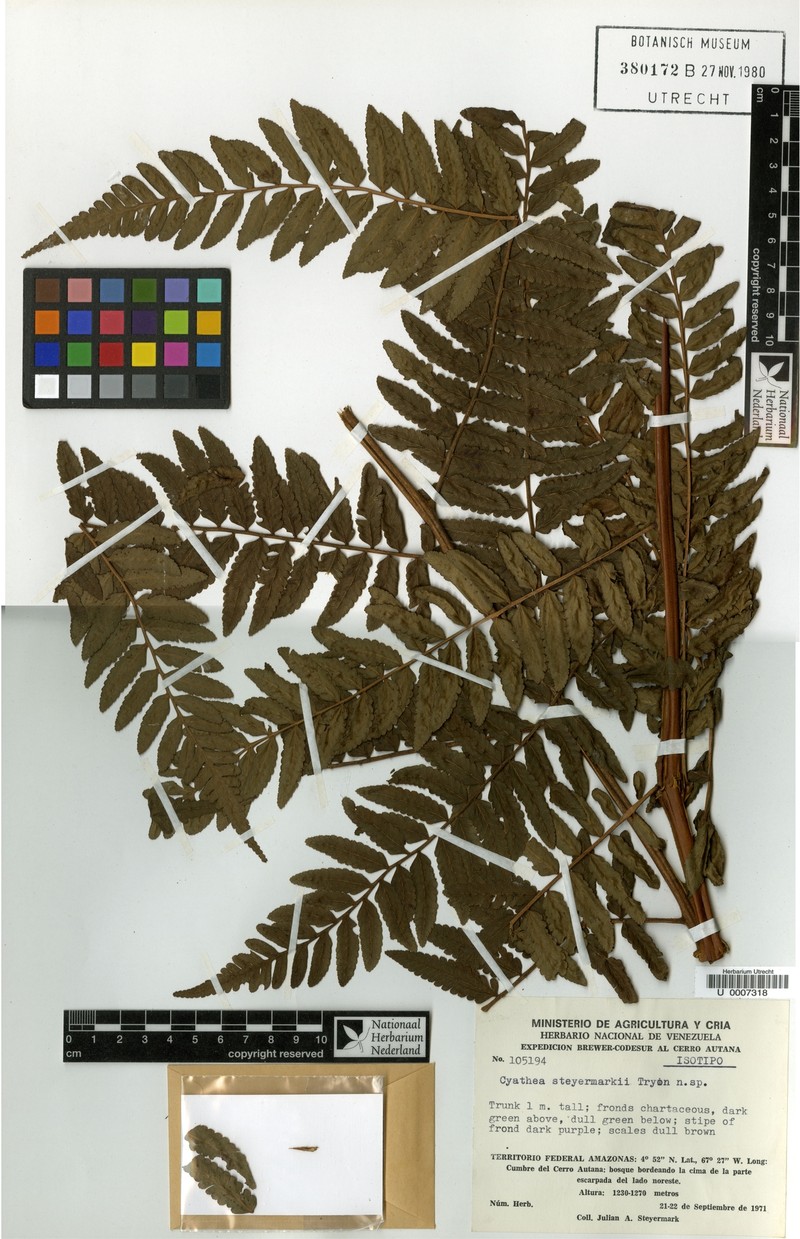 Cyathea steyermarkii photo 3