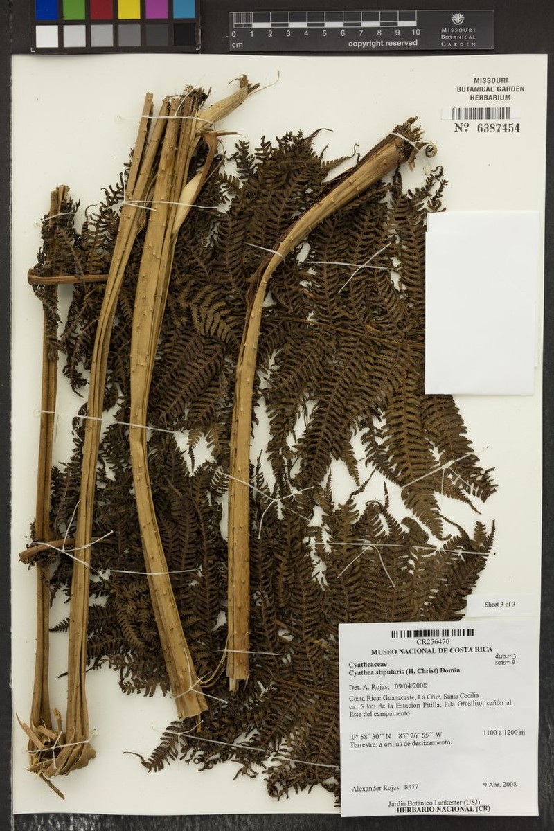 Cyathea stipularis