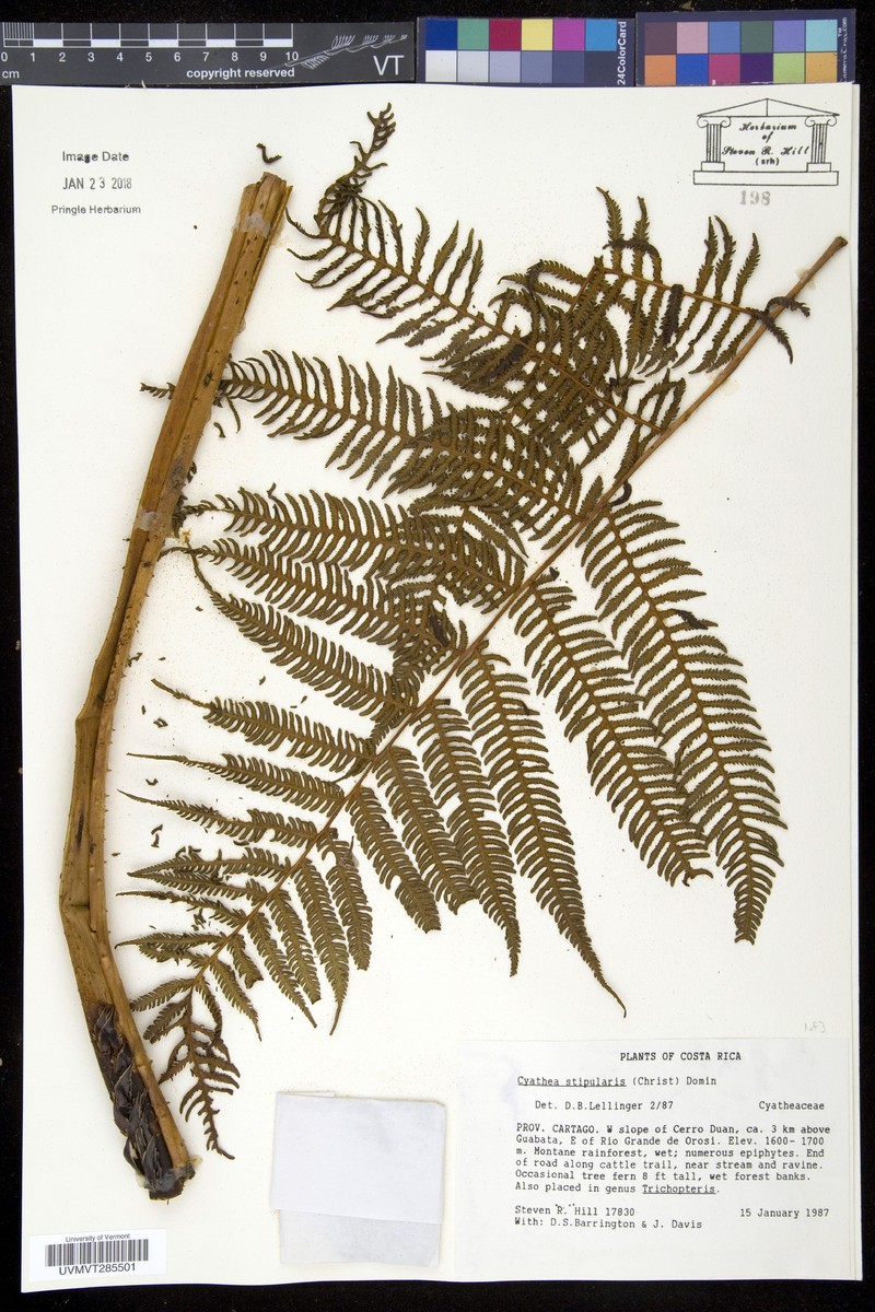 Cyathea stipularis photo 2