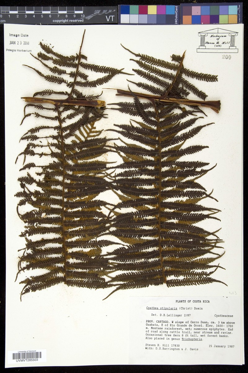 Cyathea stipularis photo 3
