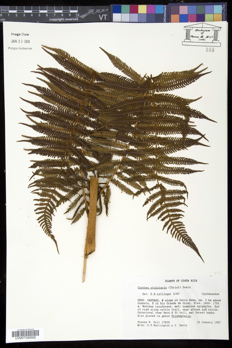 Cyathea stipularis photo 4