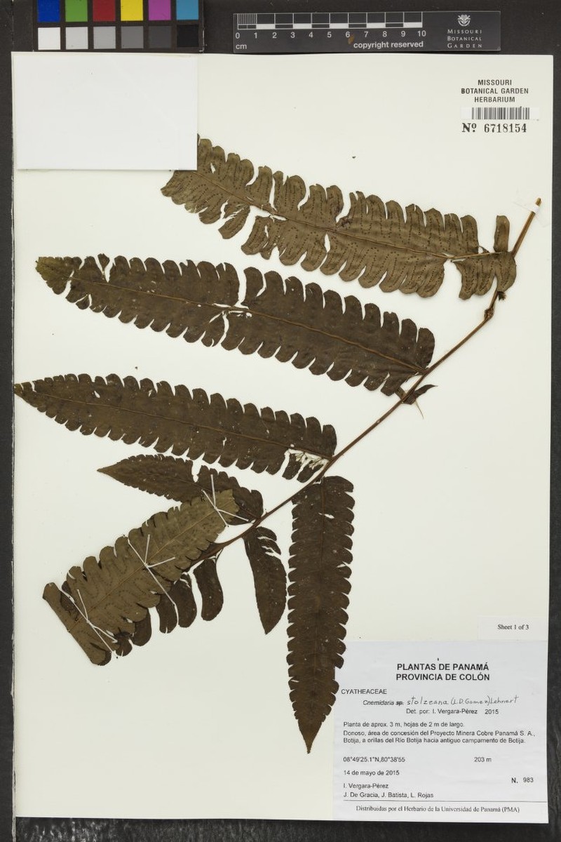 Cyathea stolzeana