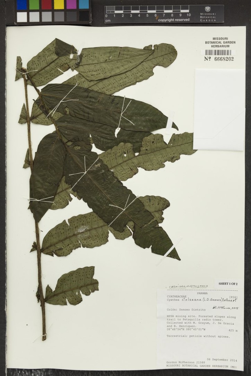 Cyathea stolzeana photo 2