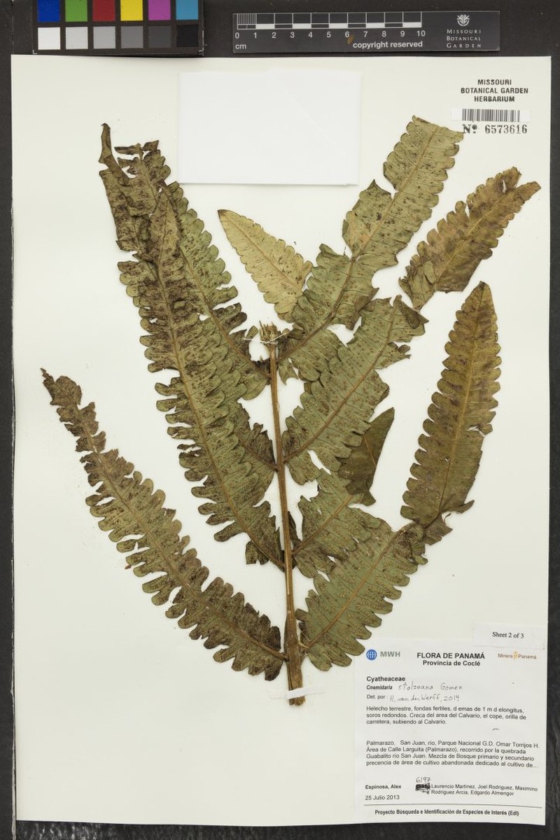 Cyathea stolzeana photo 3