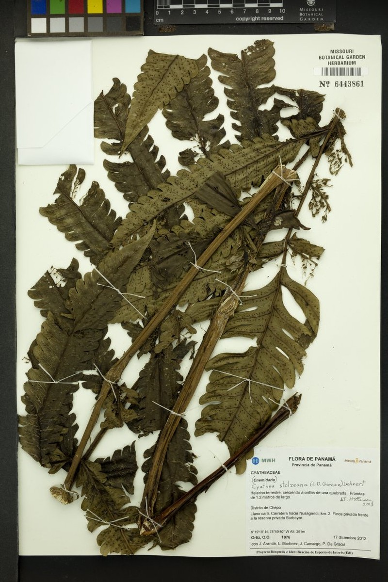 Cyathea stolzeana photo 4