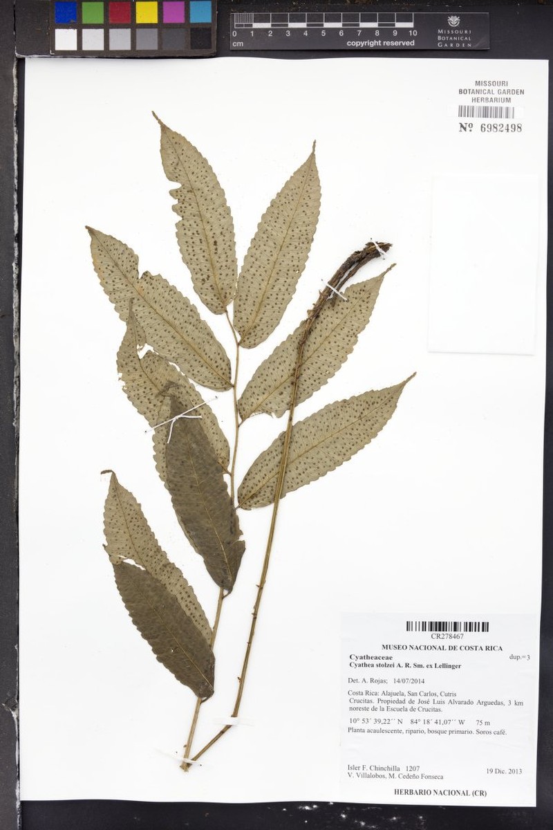 Cyathea stolzei