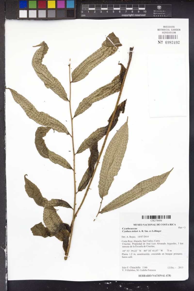 Cyathea stolzei photo 2