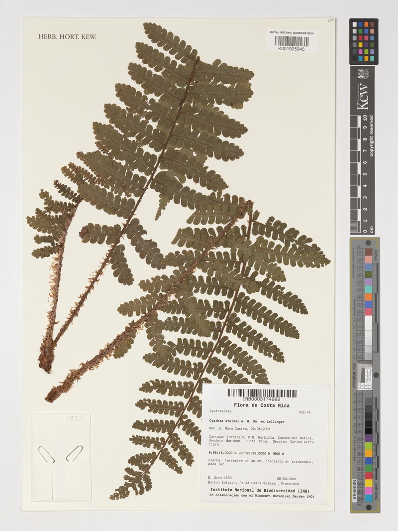 Cyathea stolzei photo 3