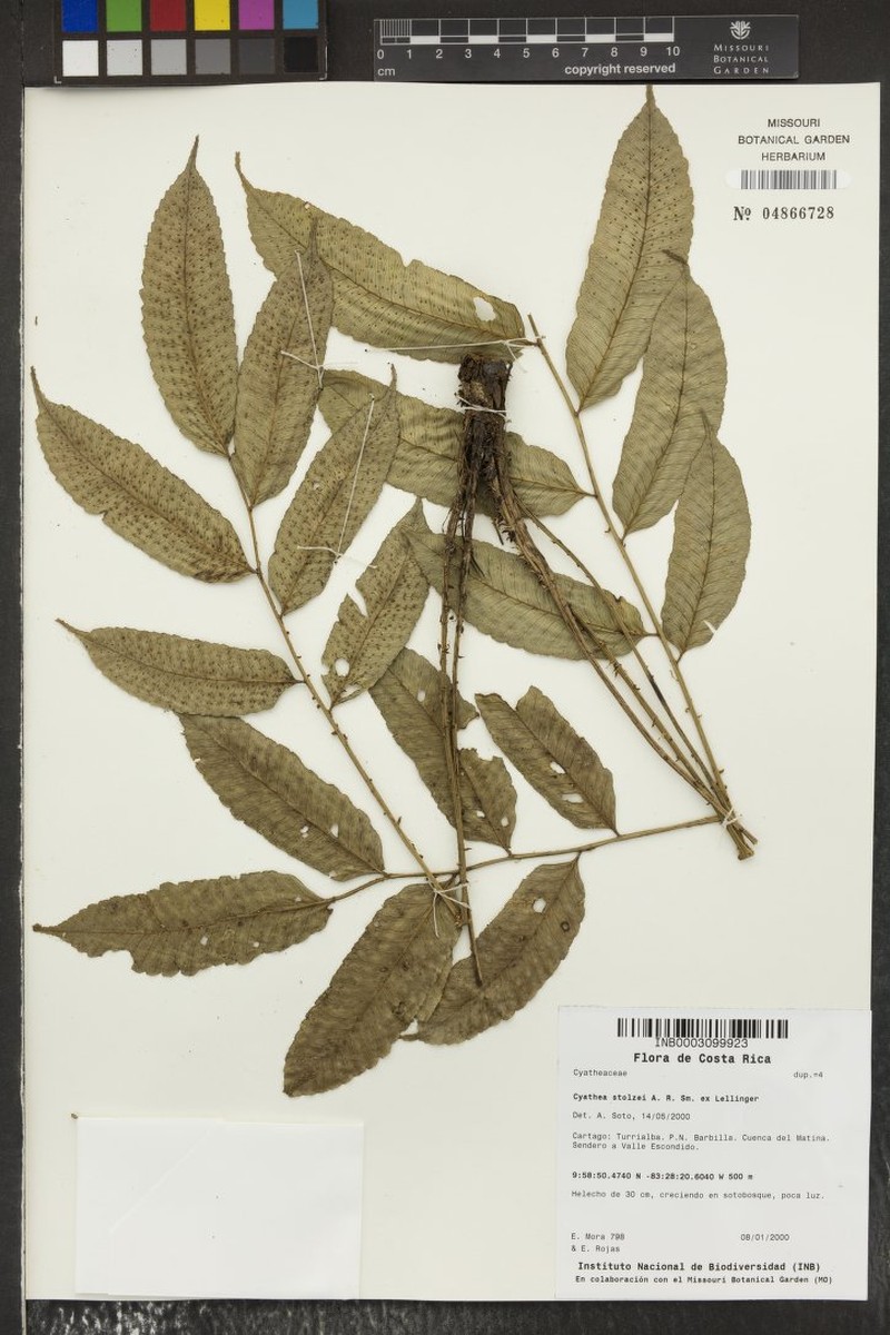 Cyathea stolzei photo 4