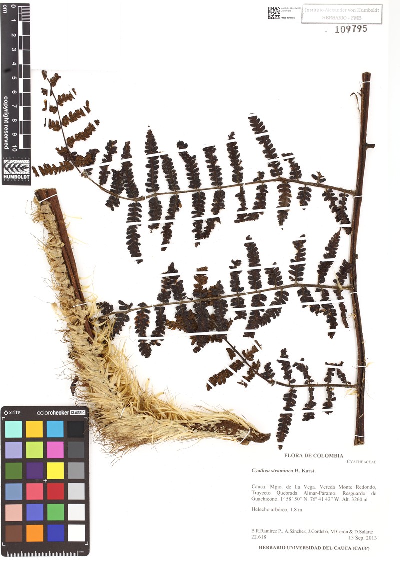 Cyathea straminea