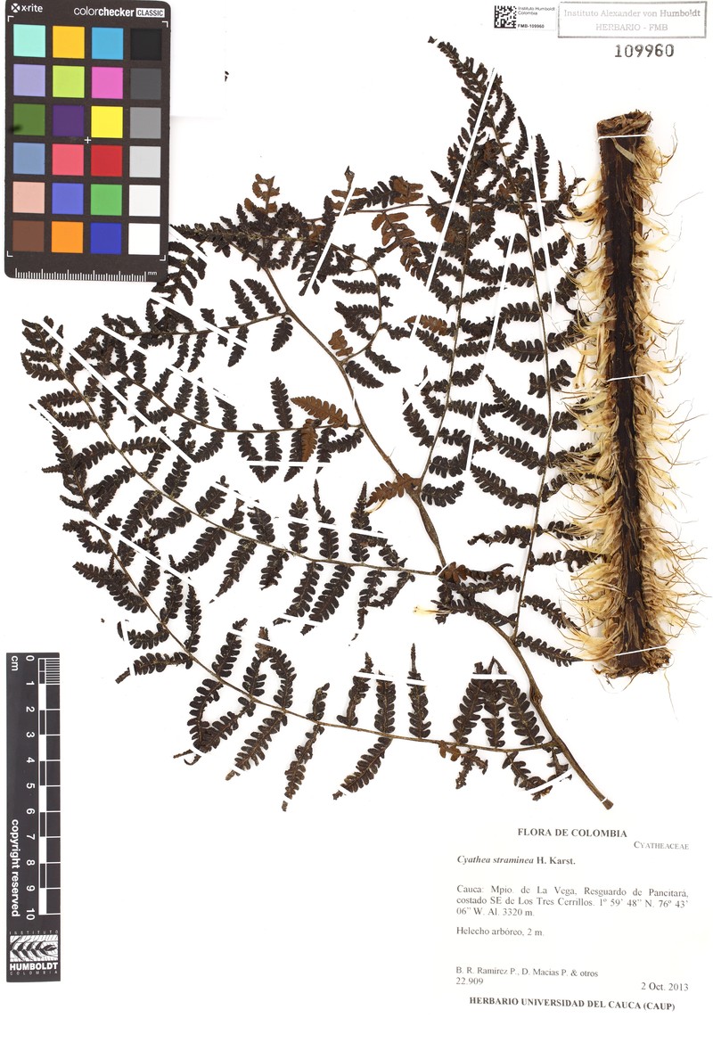 Cyathea straminea photo 2