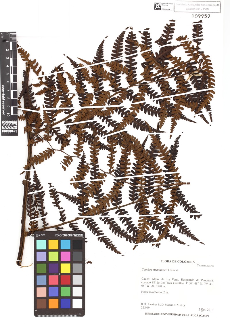 Cyathea straminea photo 3
