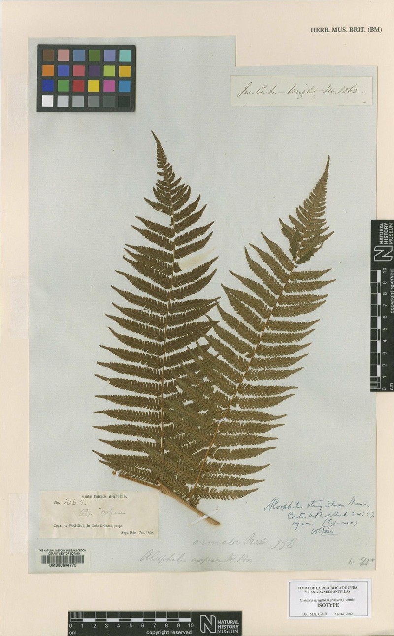Cyathea strigillosa